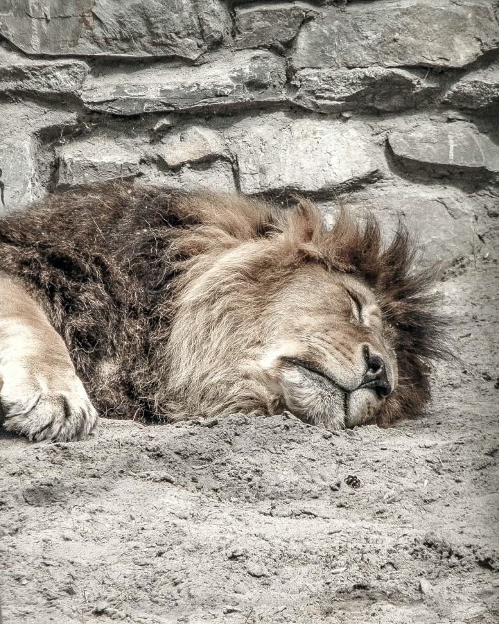 Prague Zoo Lion