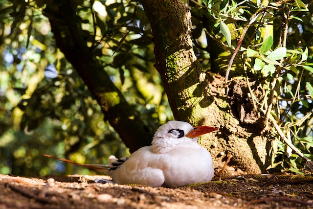 Norfolk Island Birds
