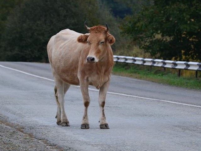 Cow on the Road
