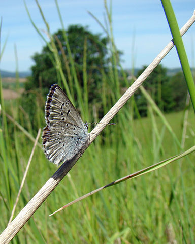 Baskett Slough National Wildlife Refuge Butterfly