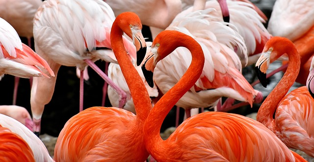 flamingo, bird, multicoloured