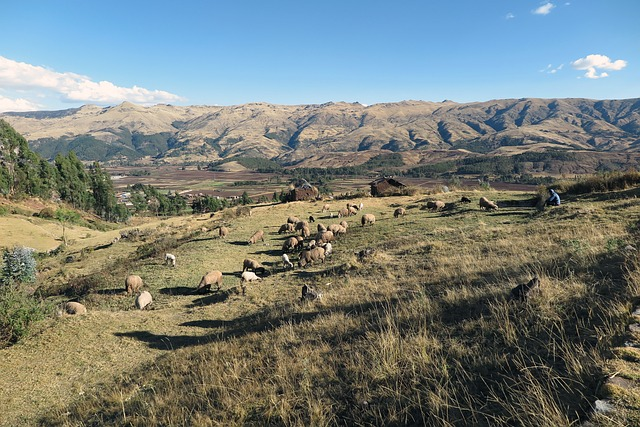 sacred valley, cusco, sheep